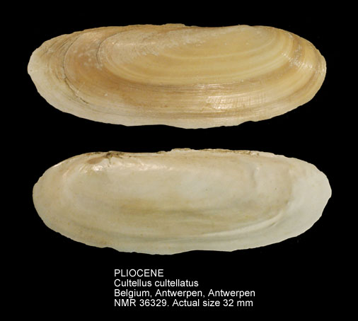 PLIOCENE Cultellus cultellatus.jpg - PLIOCENE Cultellus cultellatus (Sowerby,1844)